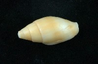 藏品(卡其色筆螺)的圖片